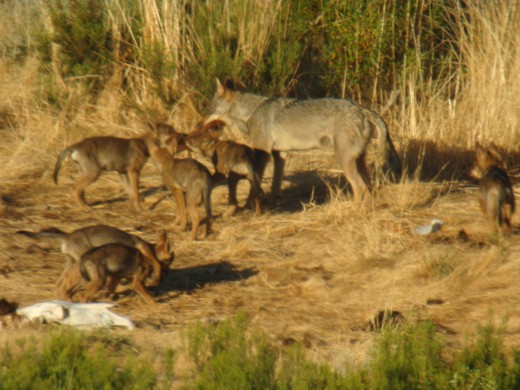 Loba con camada