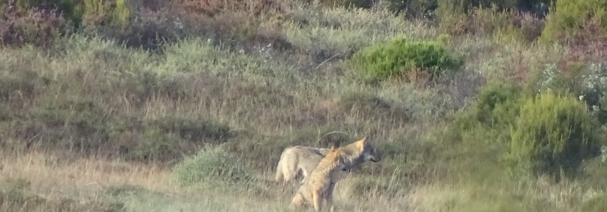 Lobo y loba juntos