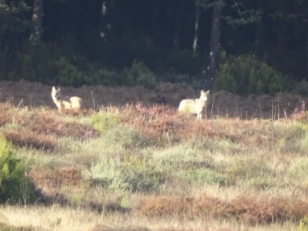 Lobos mirando