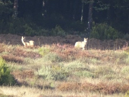 Lobos mirando