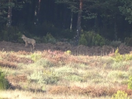 Lobo entrando en el pinar