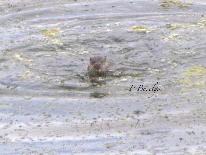 Nutria